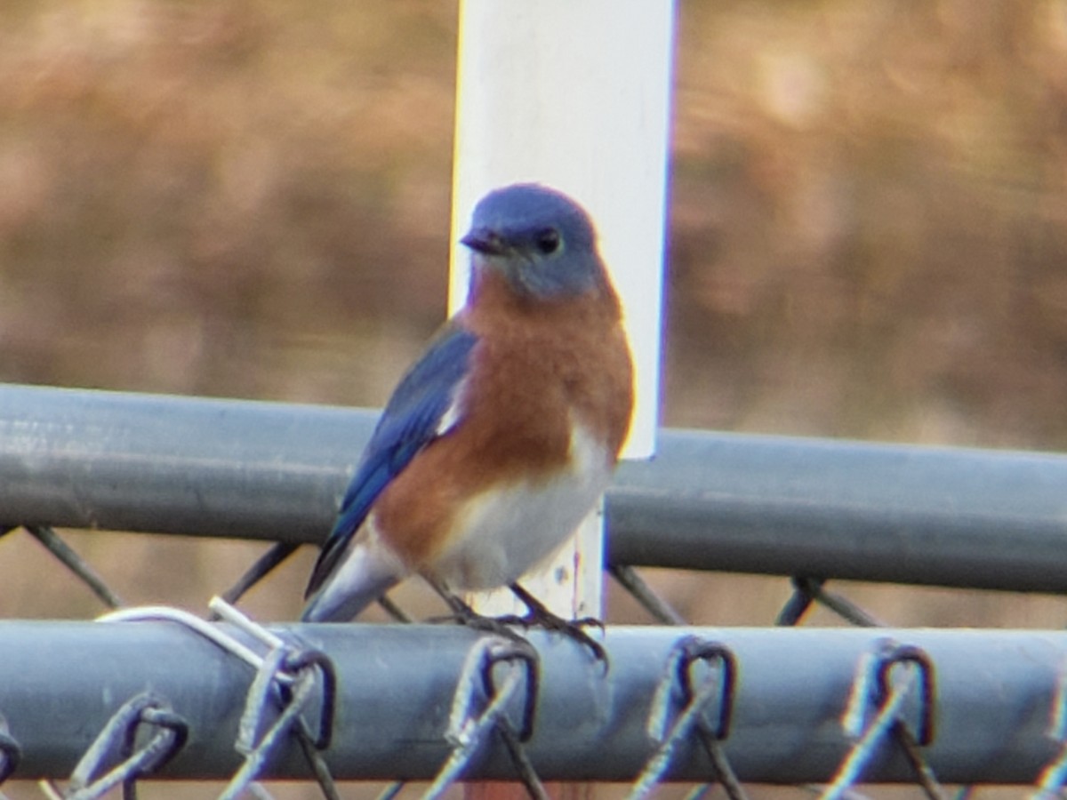 Восточная сиалия - ML647498267