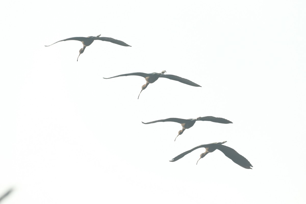 Çeltikçi - ML647498268