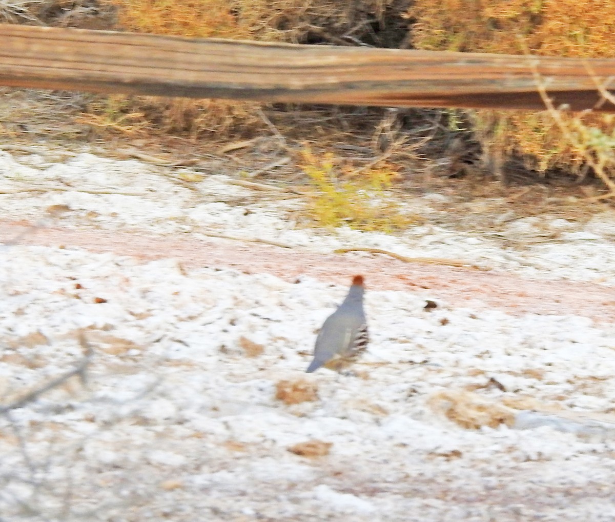 Gambel Kolini - ML647498270