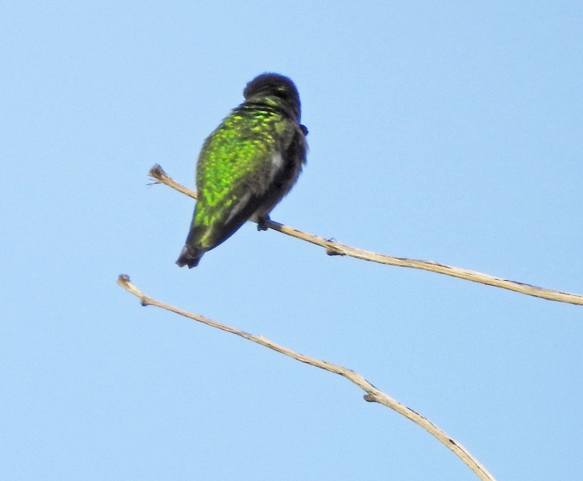 Anna Kolibrisi - ML647498273