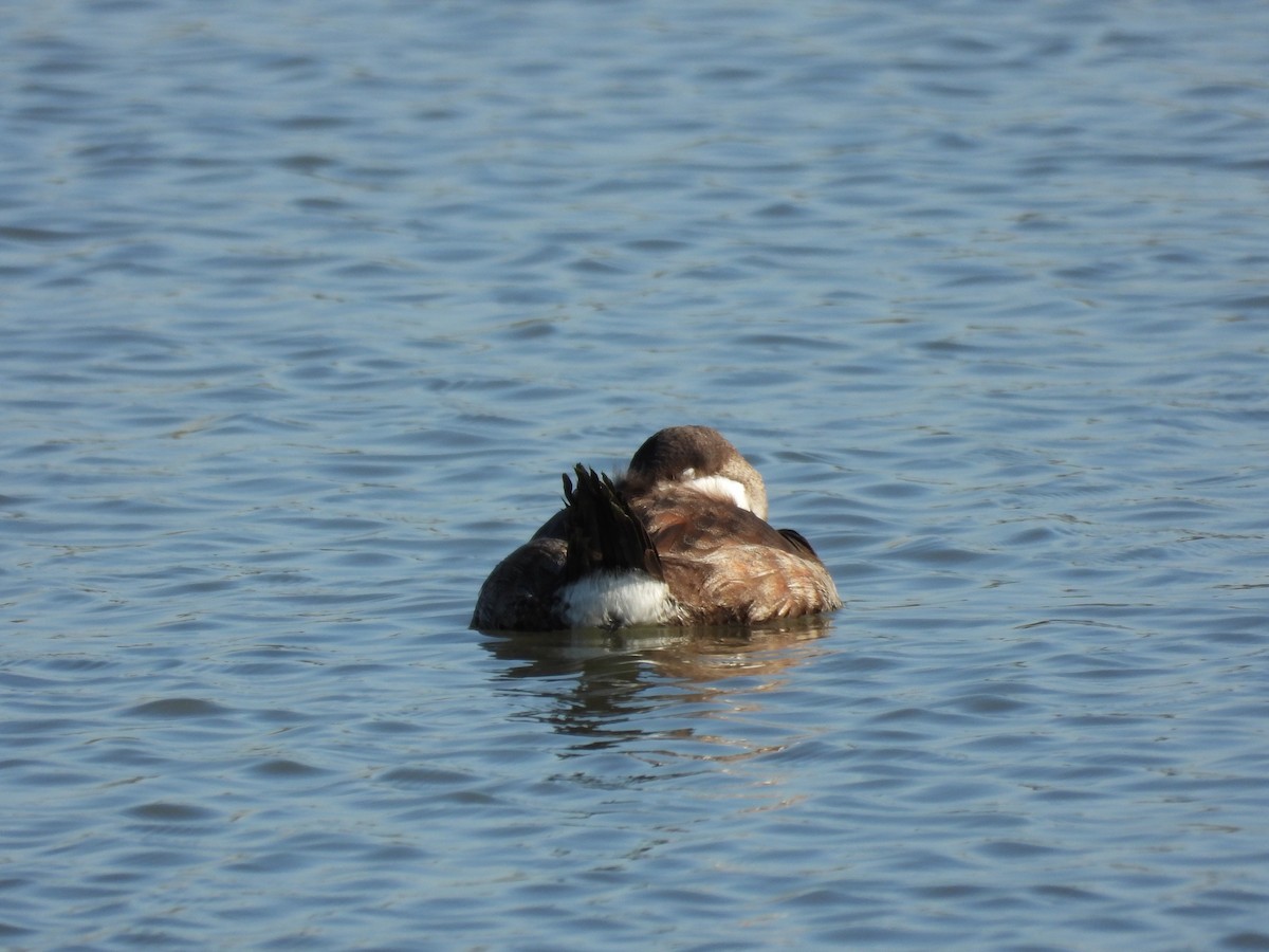 Amerika Dikkuyruğu - ML647498274