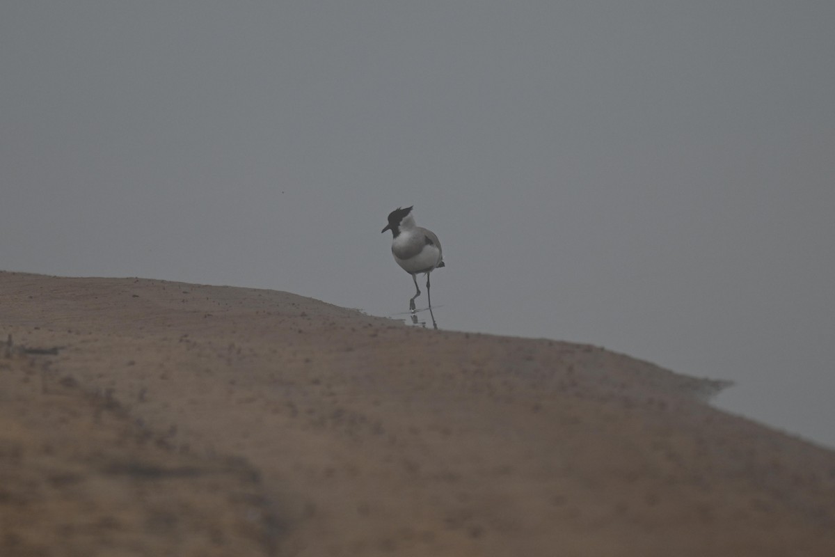 Nehir Kızkuşu - ML647498276