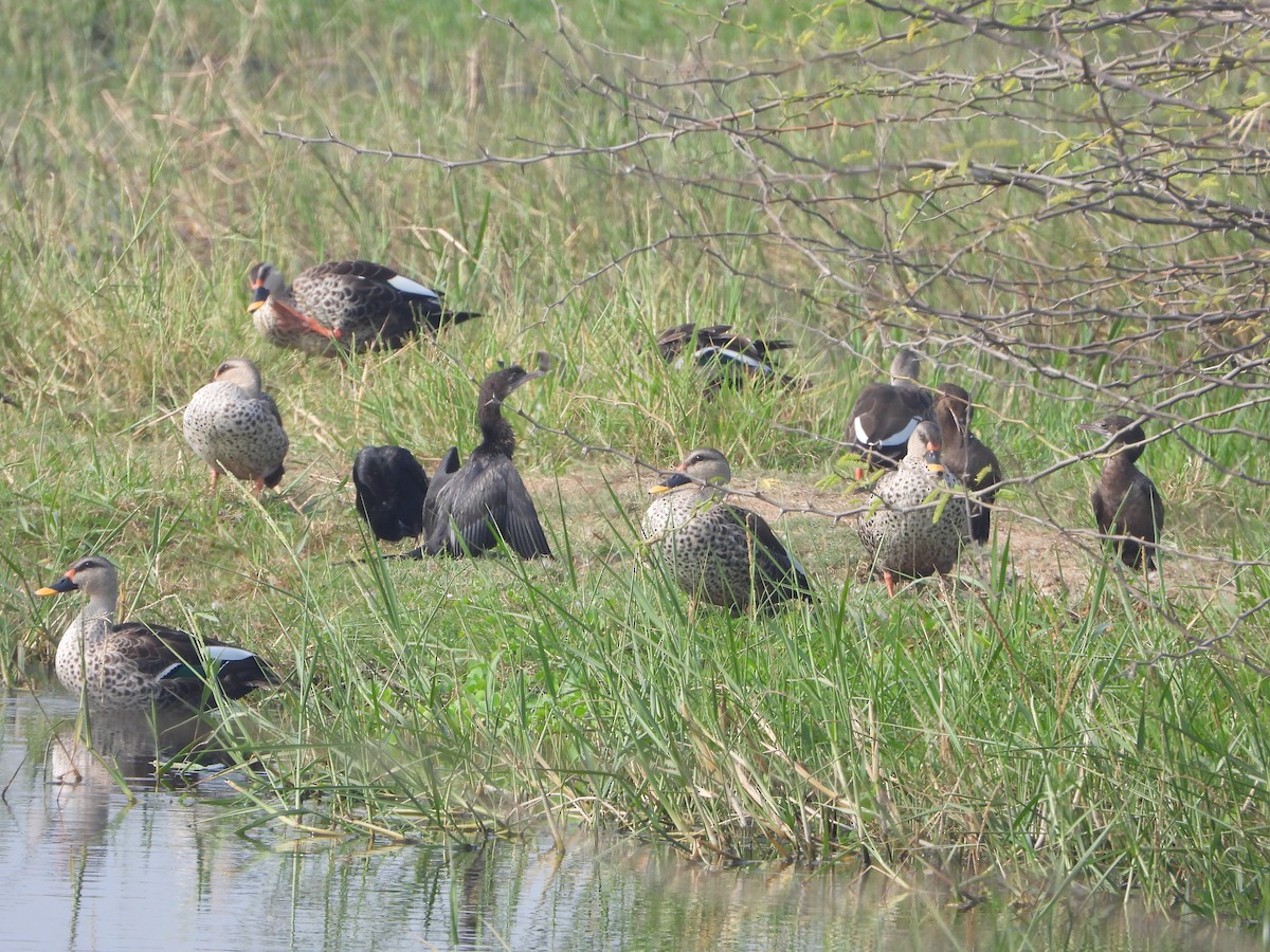 Hint Benekgagası - ML647498277