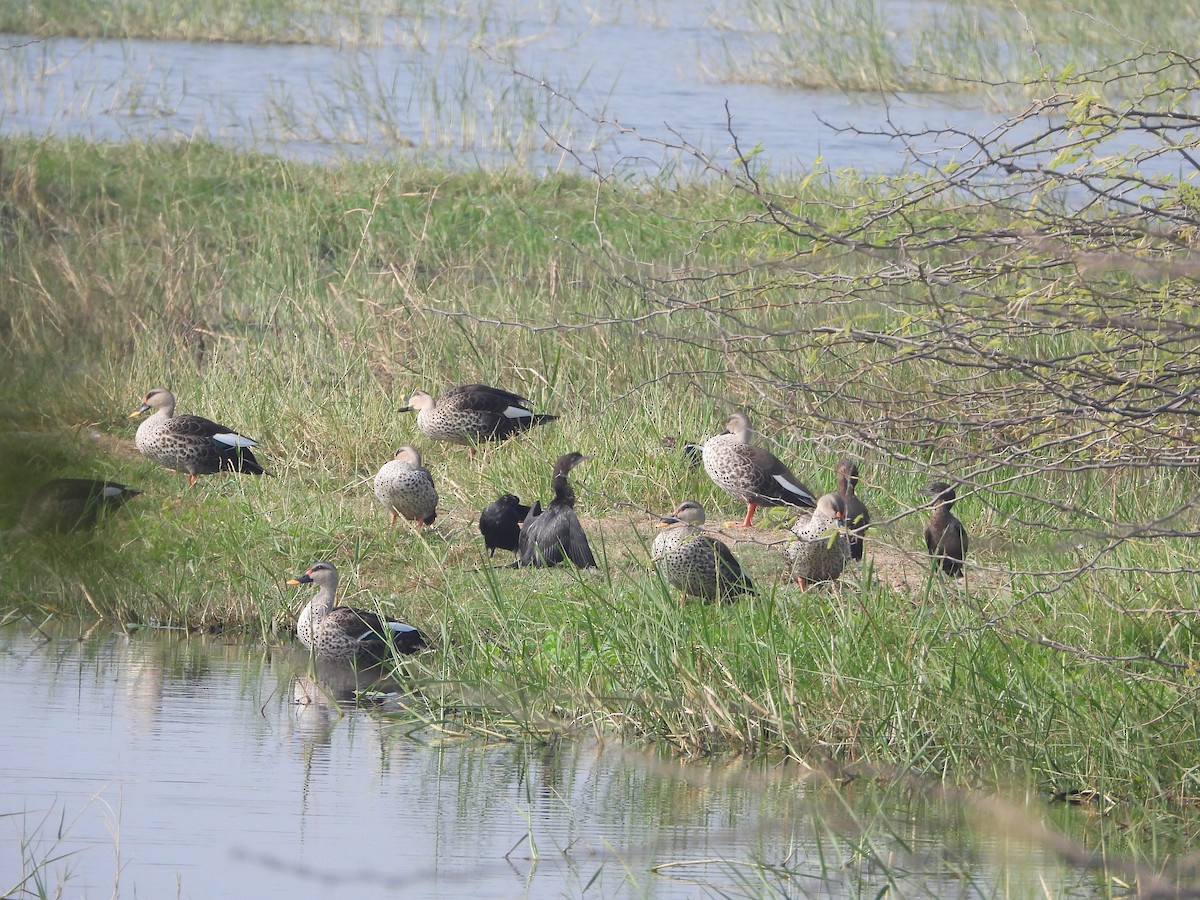 Hint Benekgagası - ML647498278