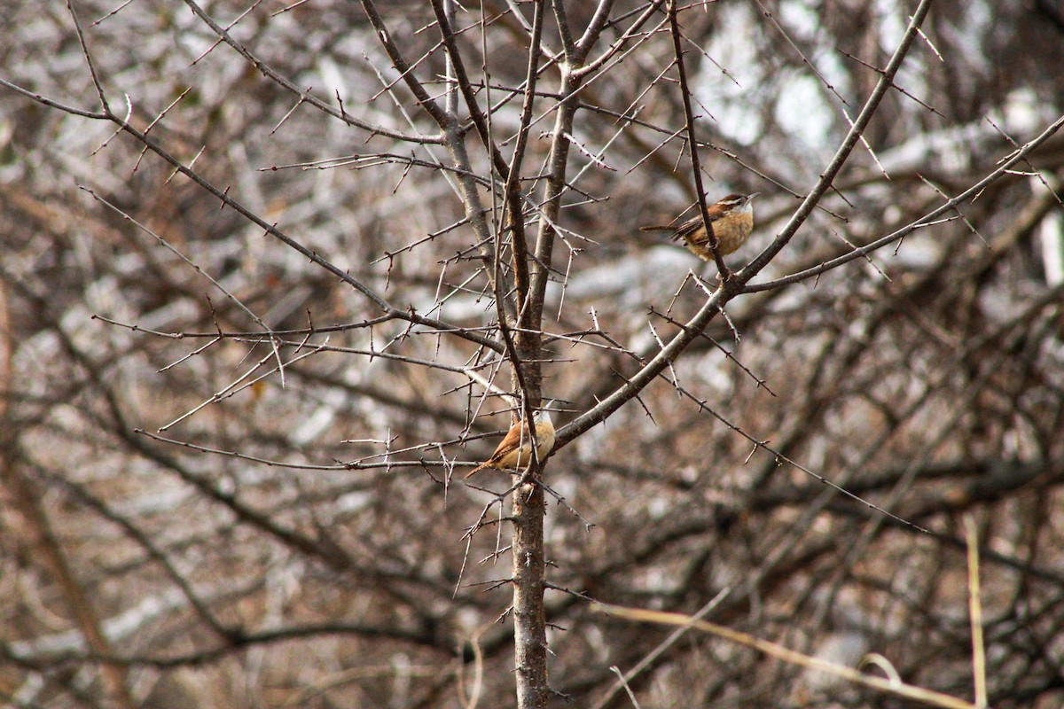 Karolina Çıtkuşu - ML647498280