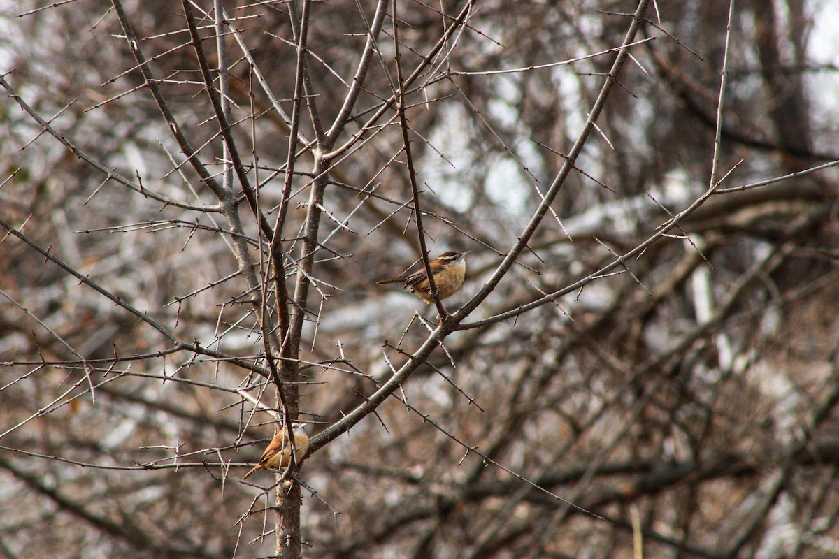 Karolina Çıtkuşu - ML647498282