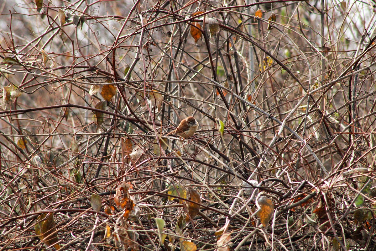 Karolina Çıtkuşu - ML647498283