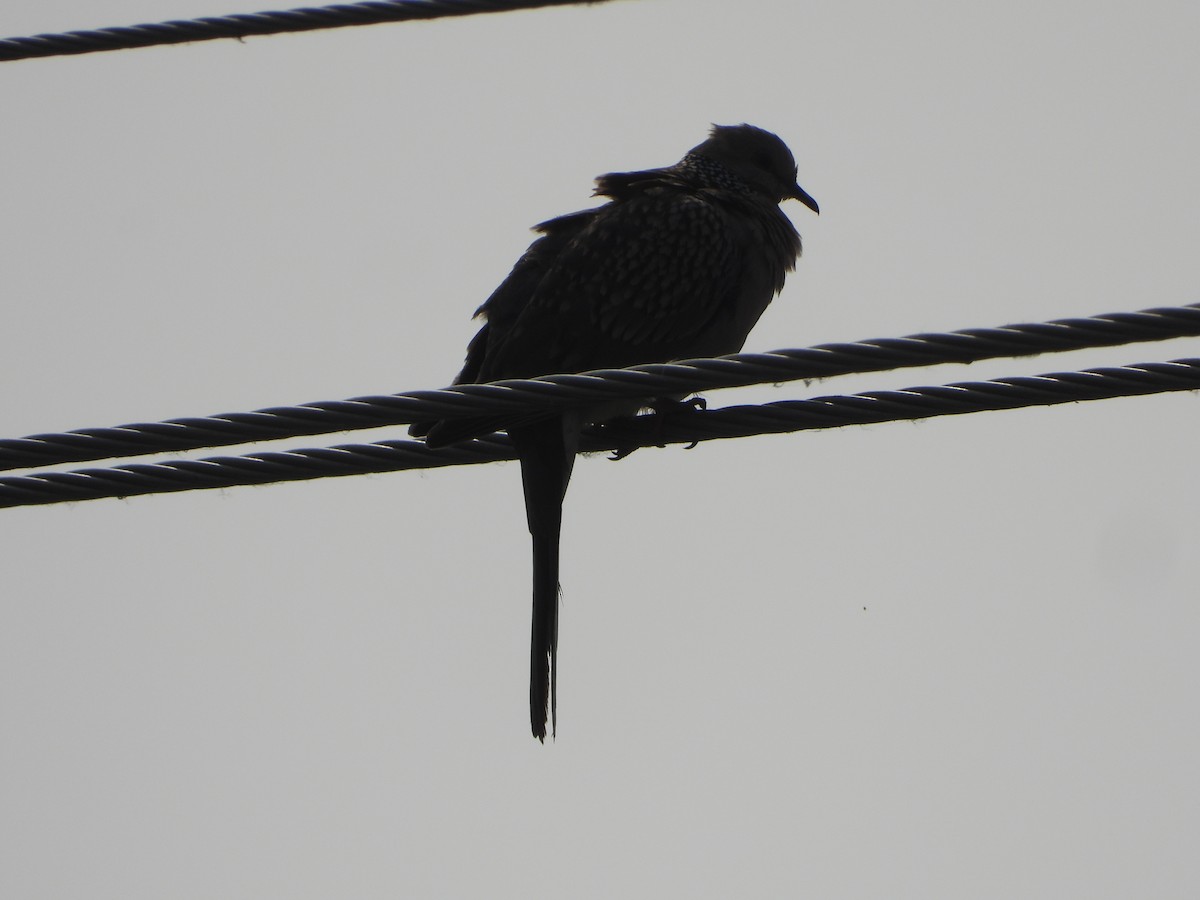 Küpeli Üveyik - ML647498285