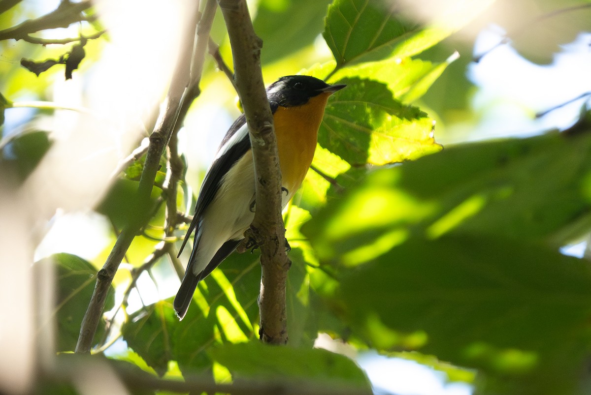 Mugimaki Sinekkapanı - ML647498287