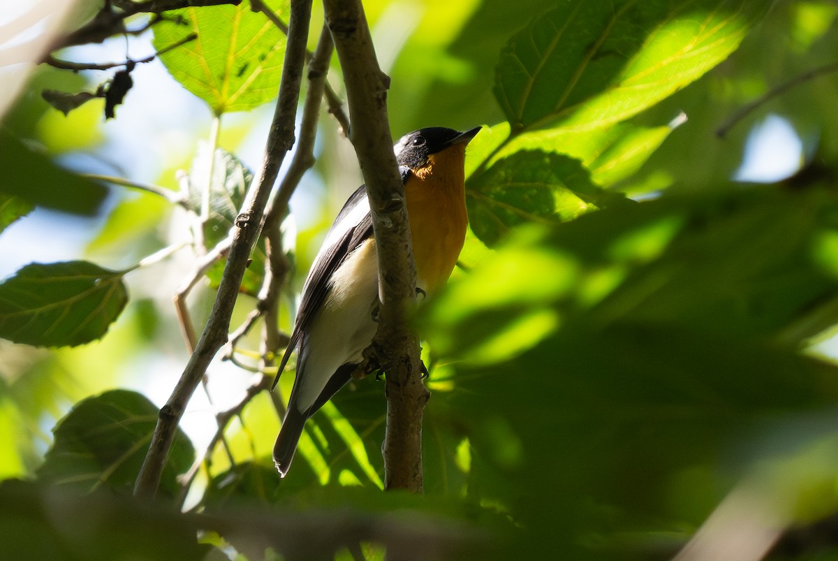 Mugimaki Sinekkapanı - ML647498288