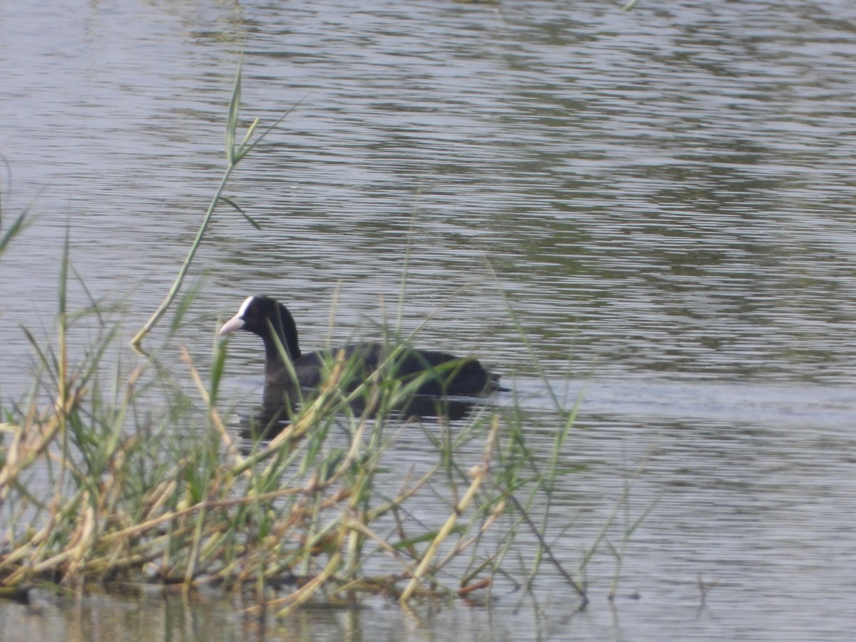 Sakarmeke - ML647498289