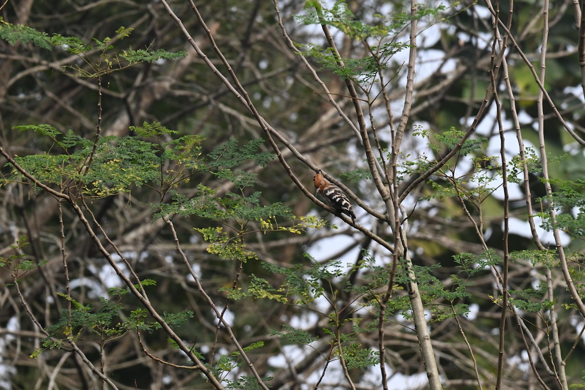 İbibik - ML647498290