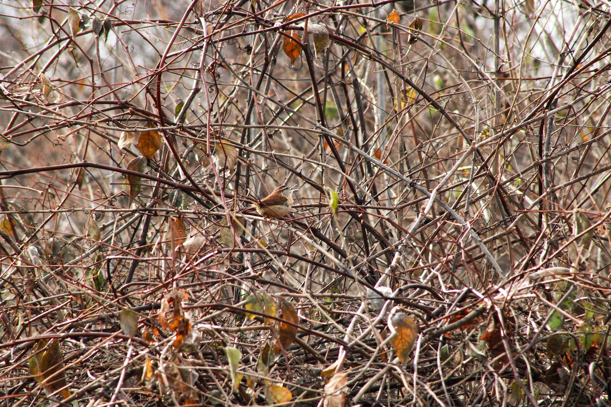 Karolina Çıtkuşu - ML647498291