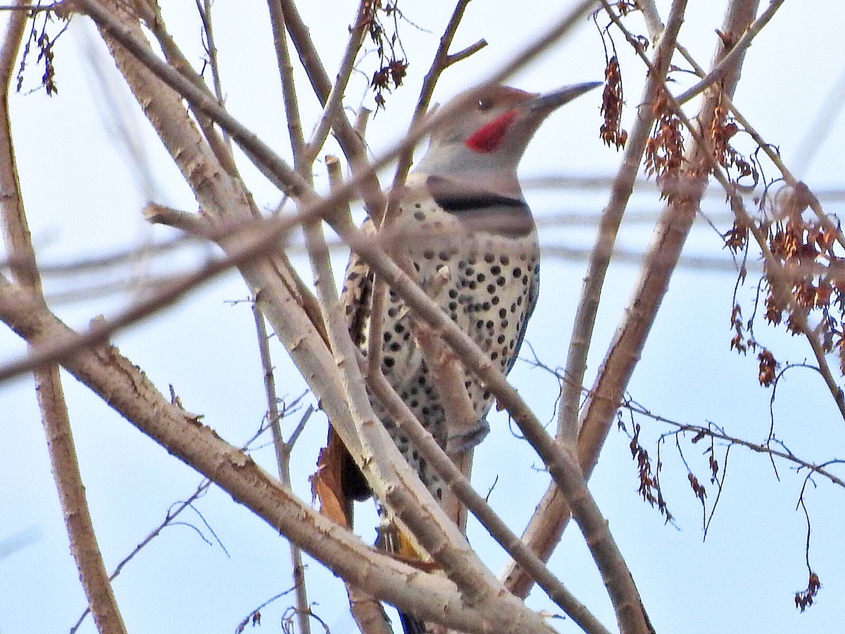 Altın Ağaçkakan - ML647498293