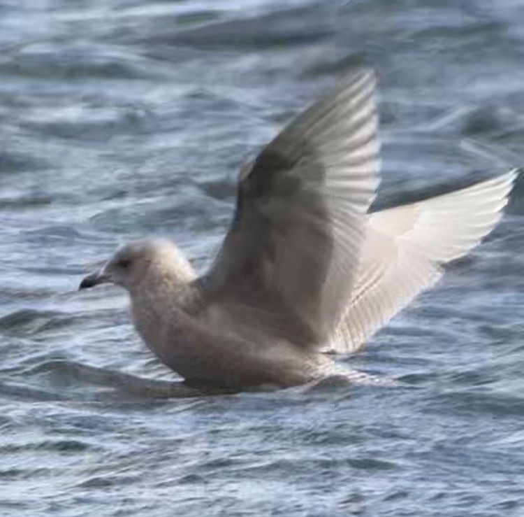 アイスランドカモメ - ML647498301