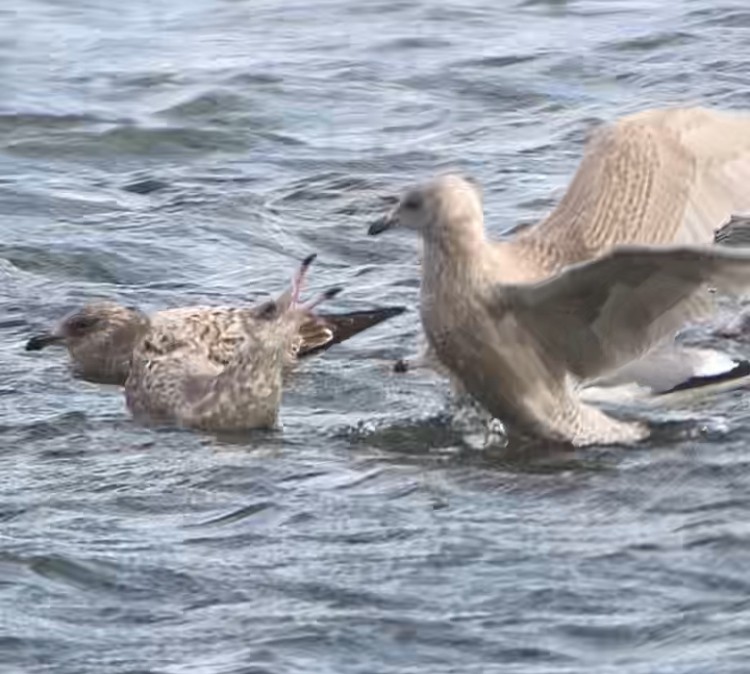 アイスランドカモメ - ML647498302