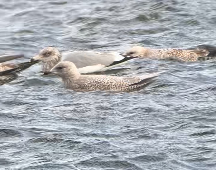 アイスランドカモメ - ML647498303