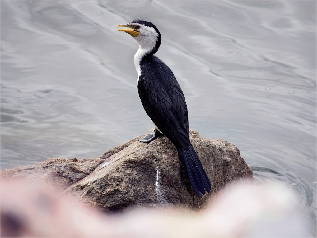 Little Pied Cormorant - ML647498308