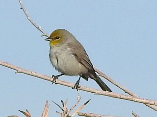 Verdin - ML647498310