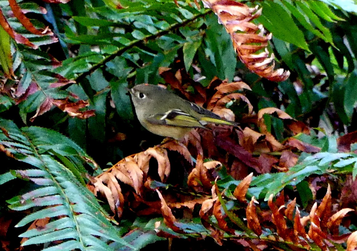 Ruby-crowned Kinglet - ML647498334