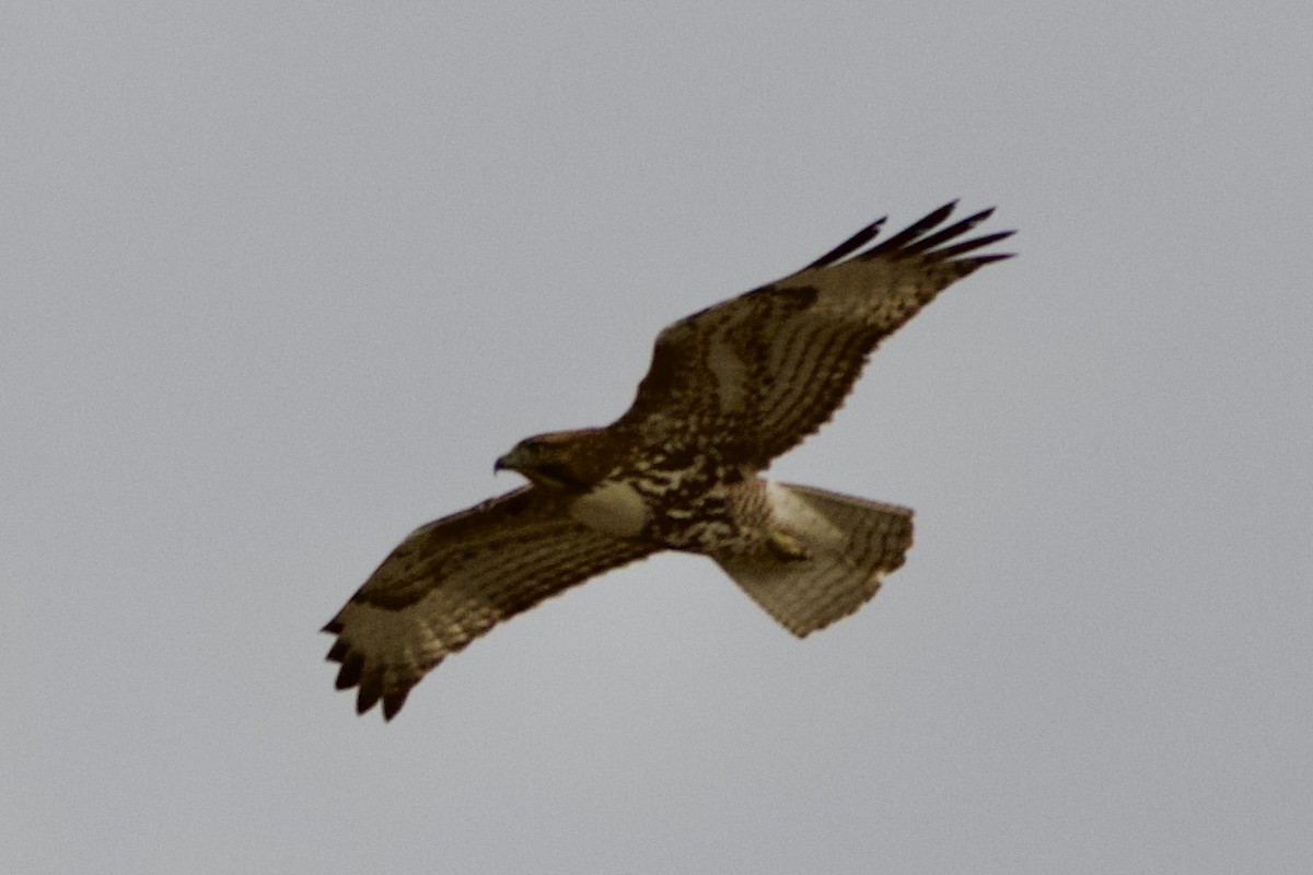 Red-tailed Hawk - ML647498347