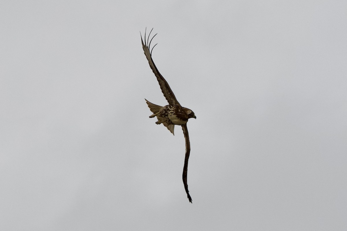 Red-tailed Hawk - ML647498348