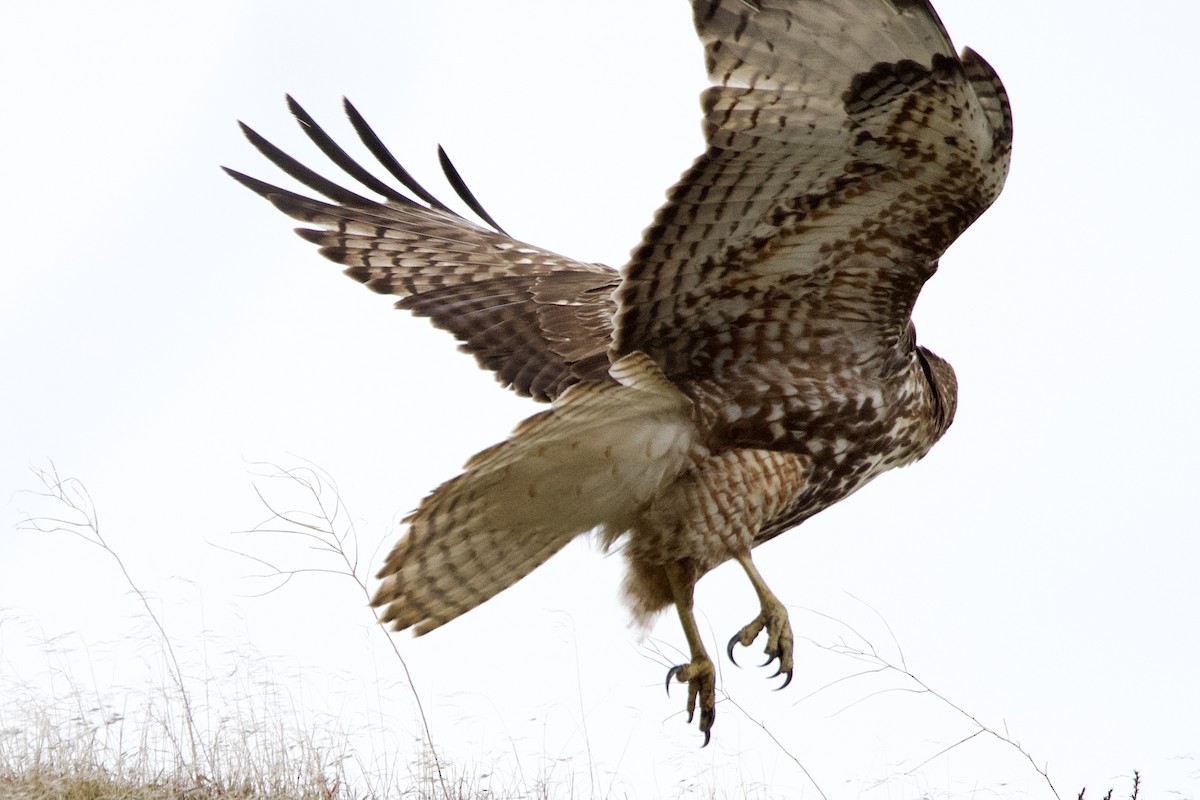 Red-tailed Hawk - ML647498349