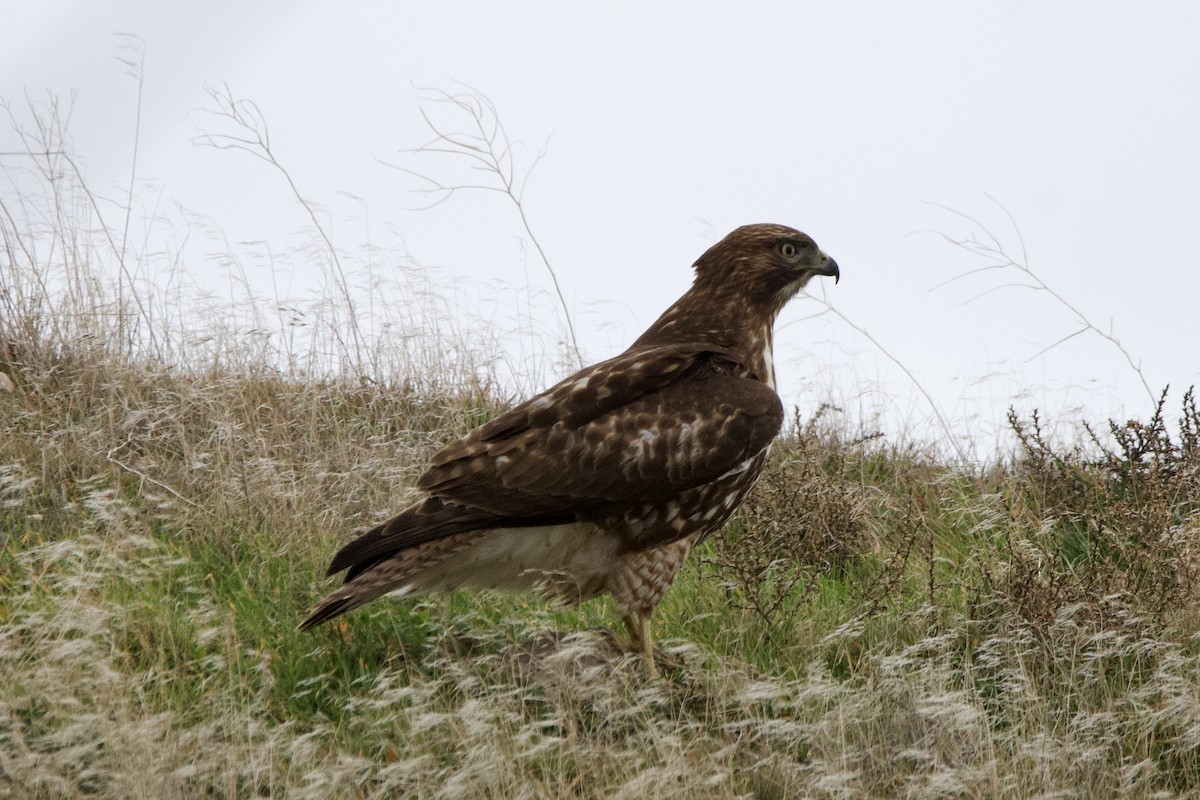 Red-tailed Hawk - ML647498350