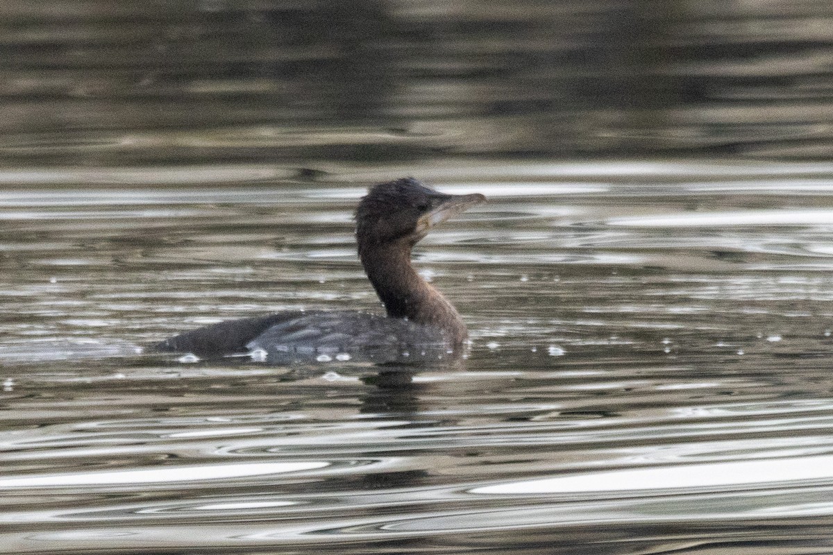 Ubarroi txikia - ML647498352