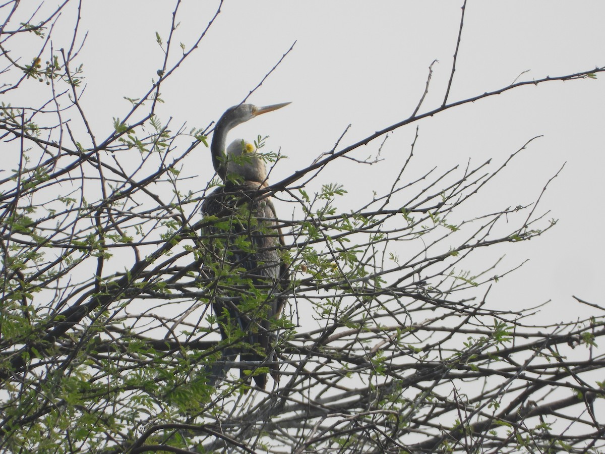 Doğu Yılanboyunu - ML647498362