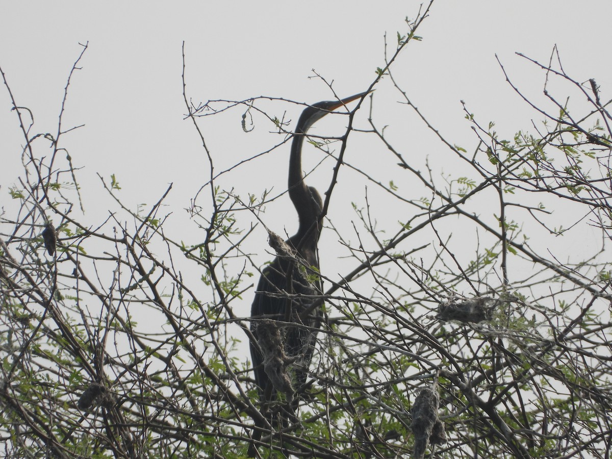 Doğu Yılanboyunu - ML647498363