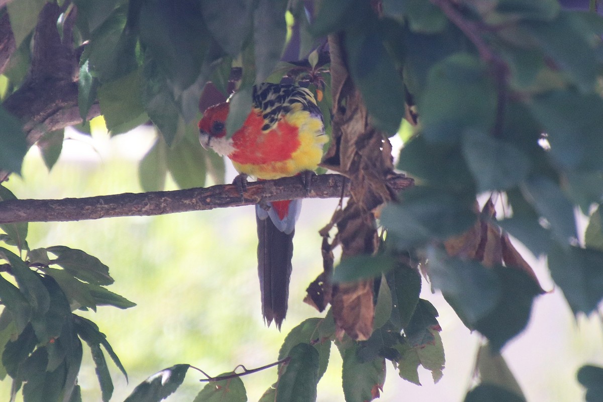 Eastern Rosella - ML647498392