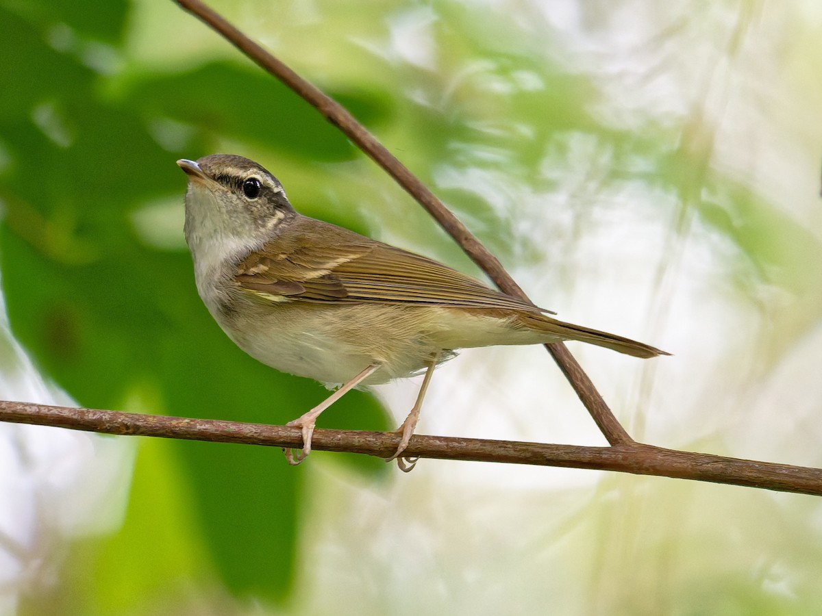 Sakhalin Leaf Warbler - ML647498396