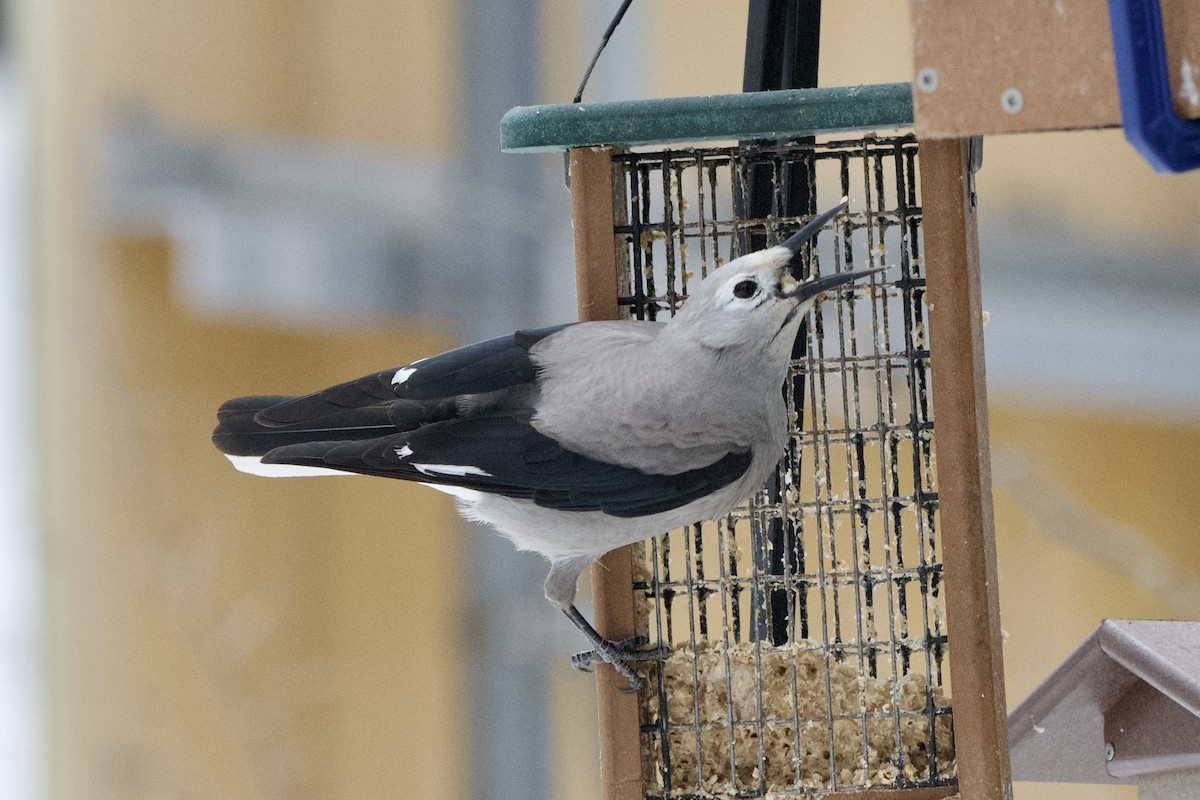 Cassenoix d'Amérique - ML647498397