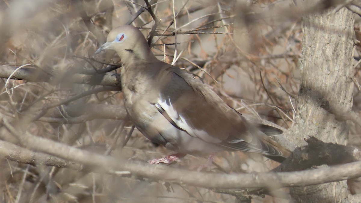 White-winged Dove - ML647498400