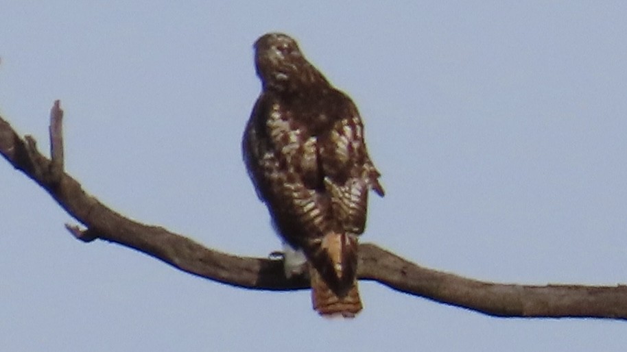 Red-tailed Hawk - ML647498402