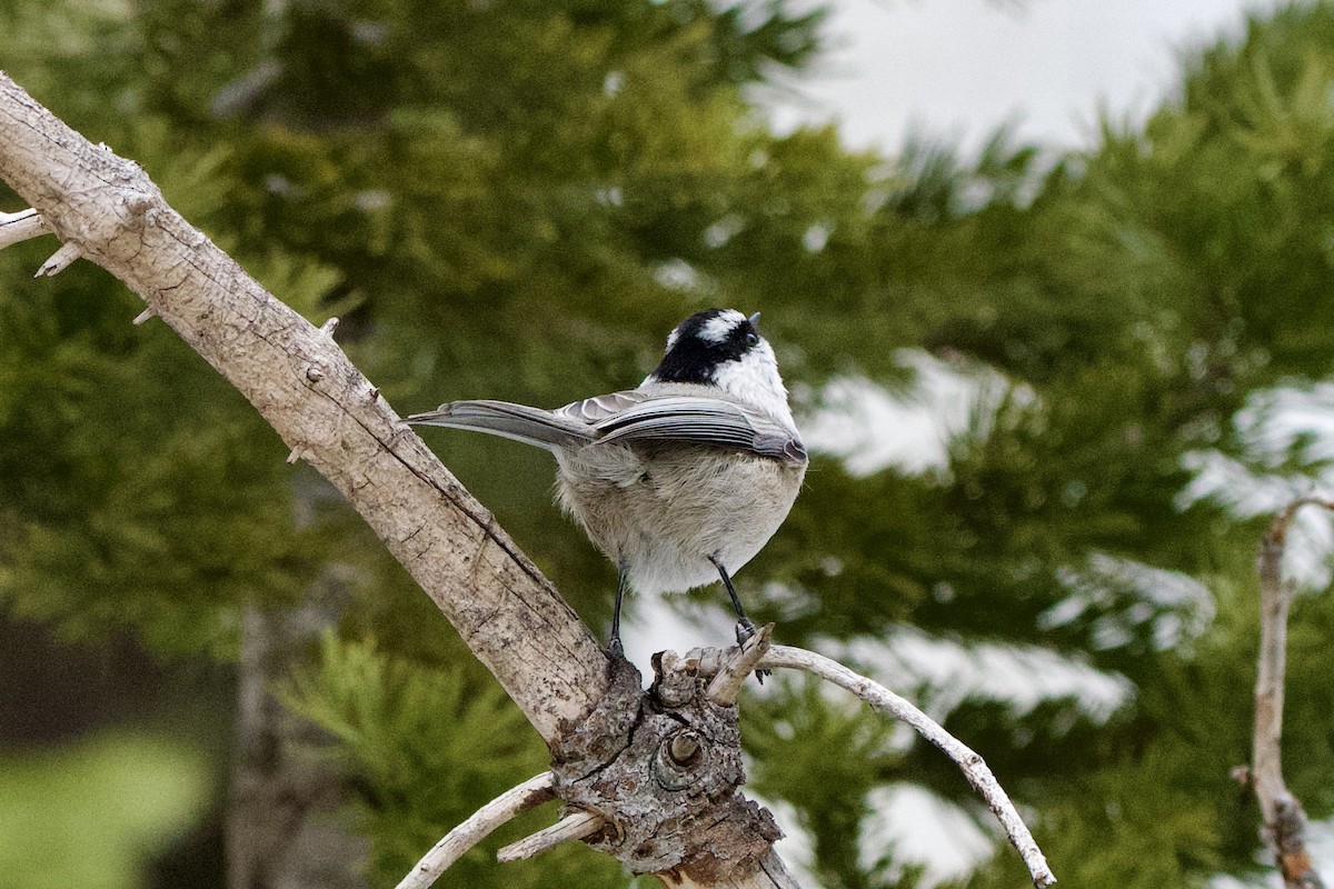 Mésange de Gambel - ML647498408