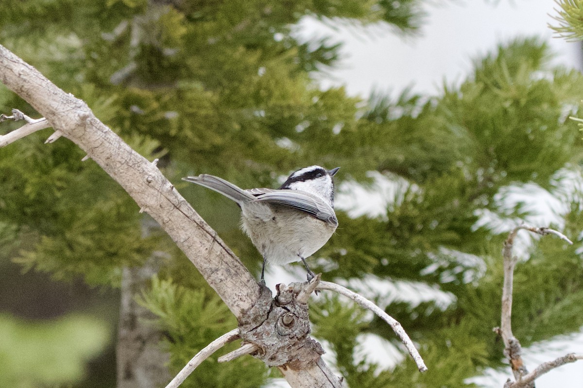 Mésange de Gambel - ML647498409