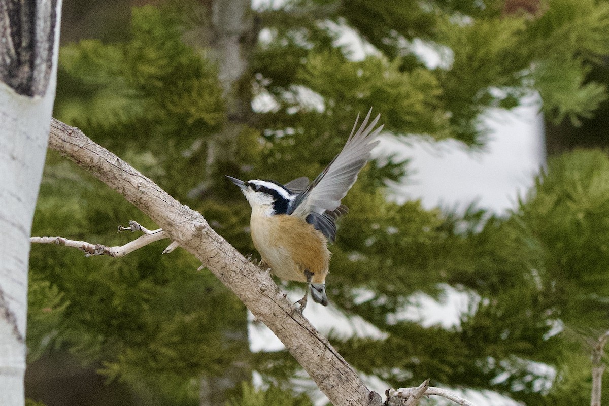 Sittelle à poitrine rousse - ML647498413