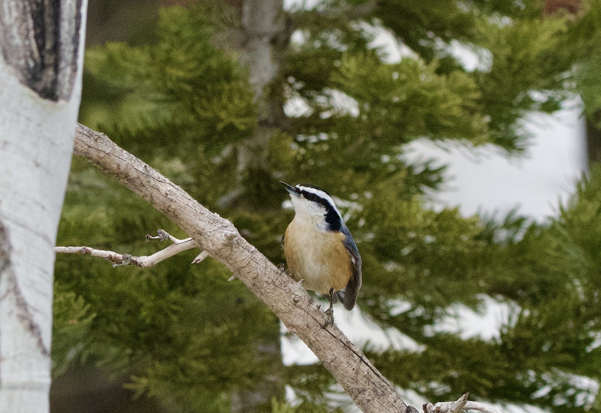 Sittelle à poitrine rousse - ML647498414