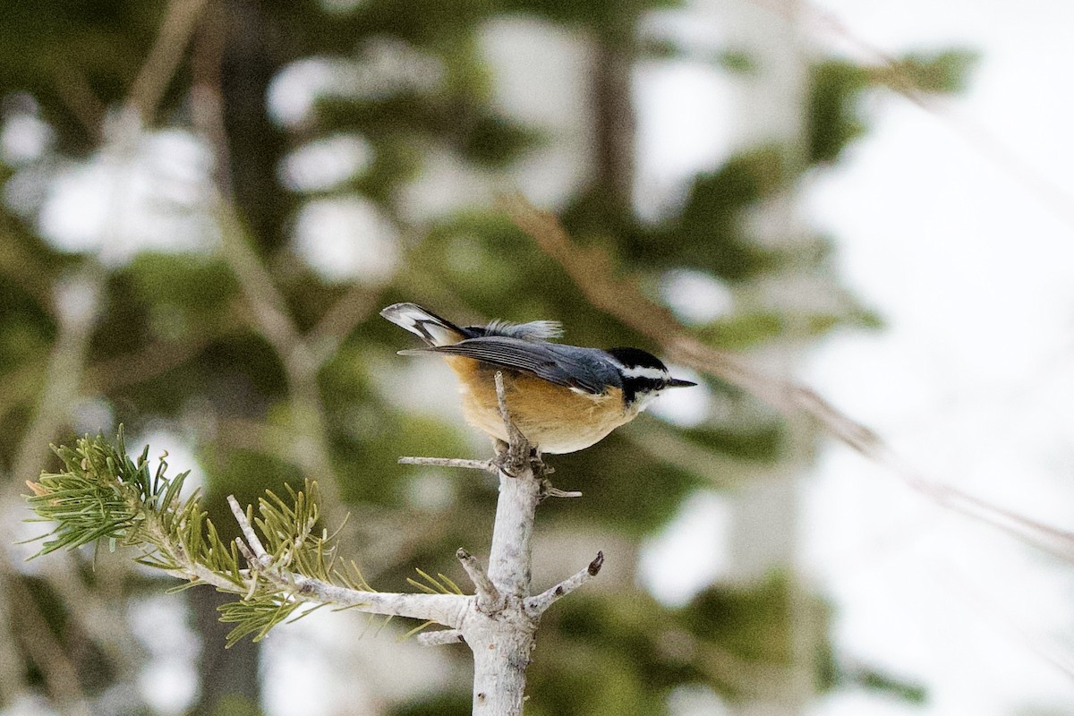 Sittelle à poitrine rousse - ML647498415