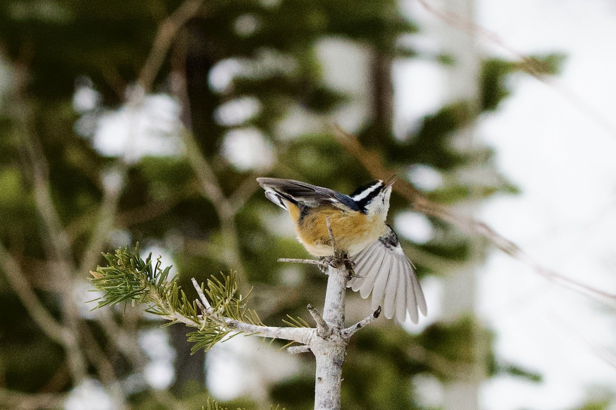 Sittelle à poitrine rousse - ML647498416
