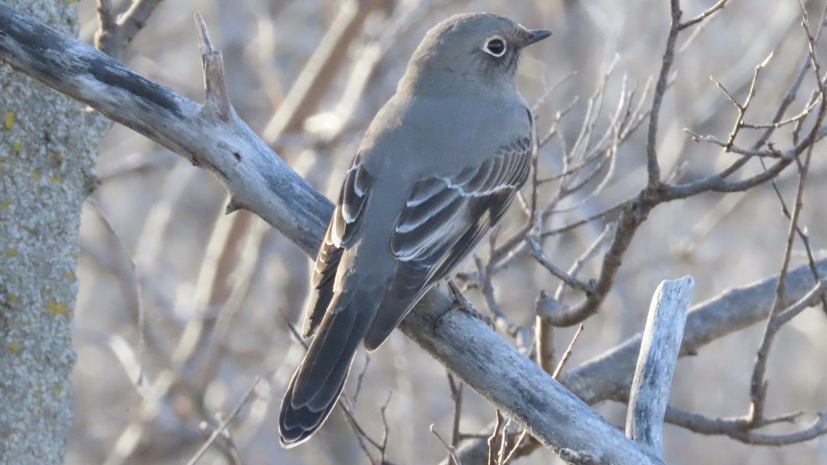 Townsend's Solitaire - ML647498417
