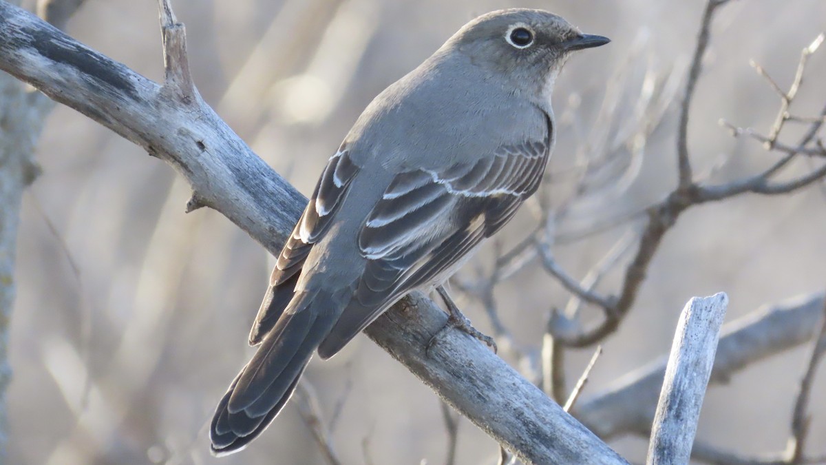 Townsend's Solitaire - ML647498418