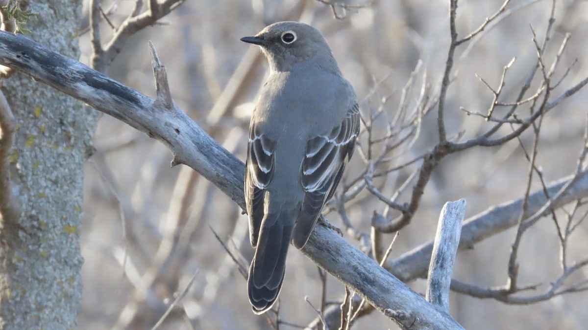 Townsend's Solitaire - ML647498419