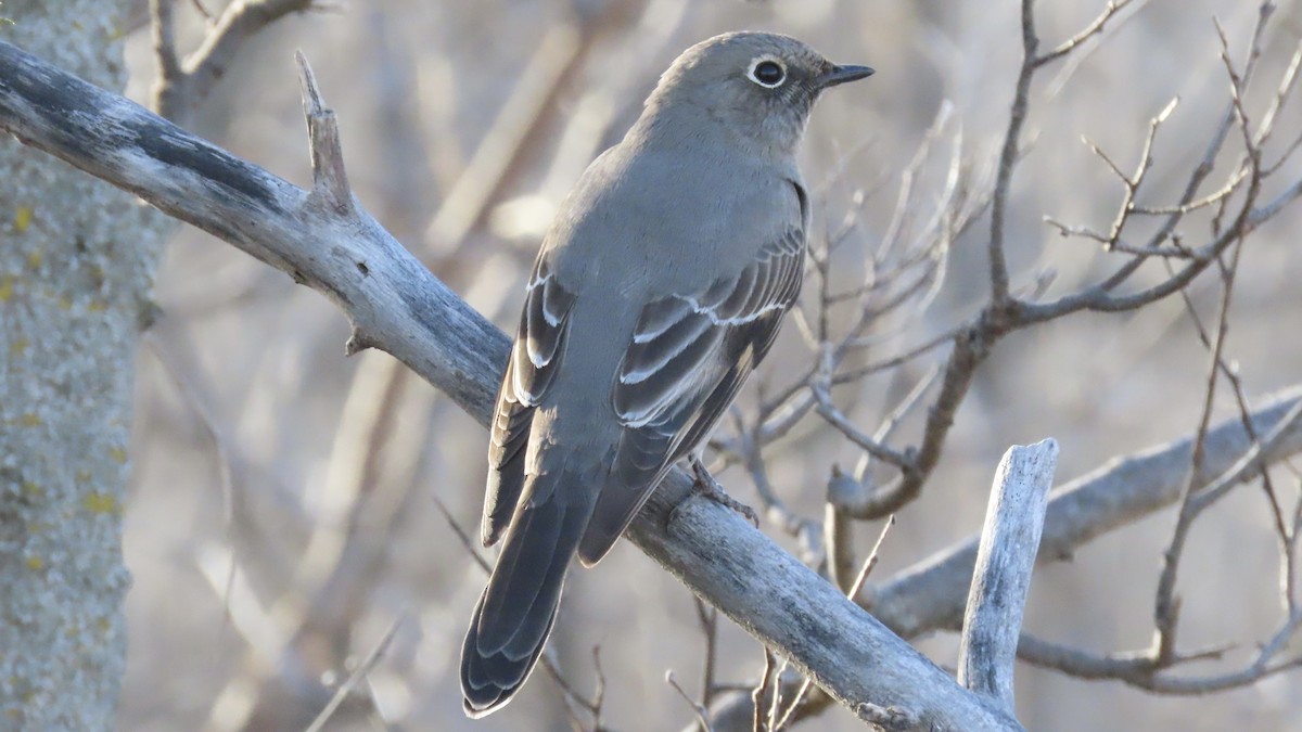 Townsend's Solitaire - ML647498420