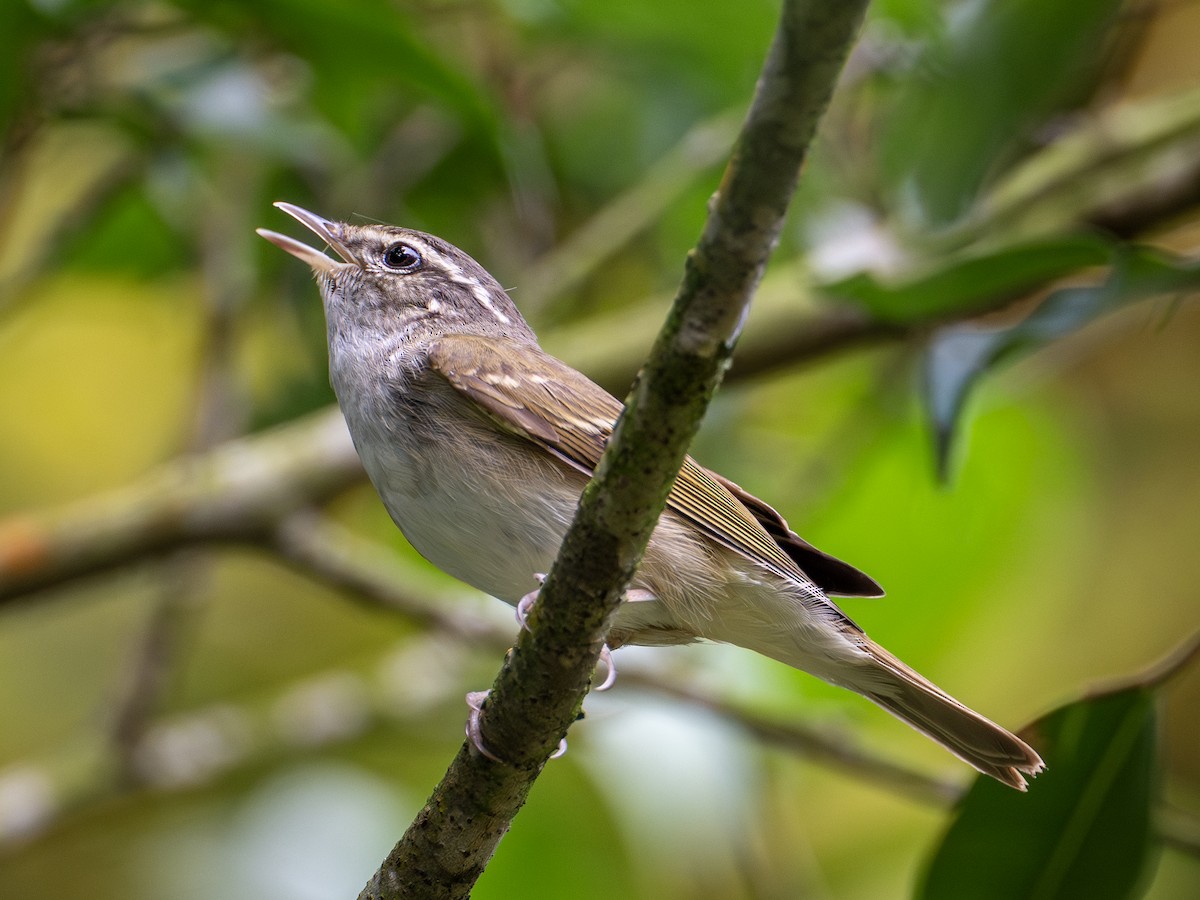 Sakhalin Leaf Warbler - ML647498428