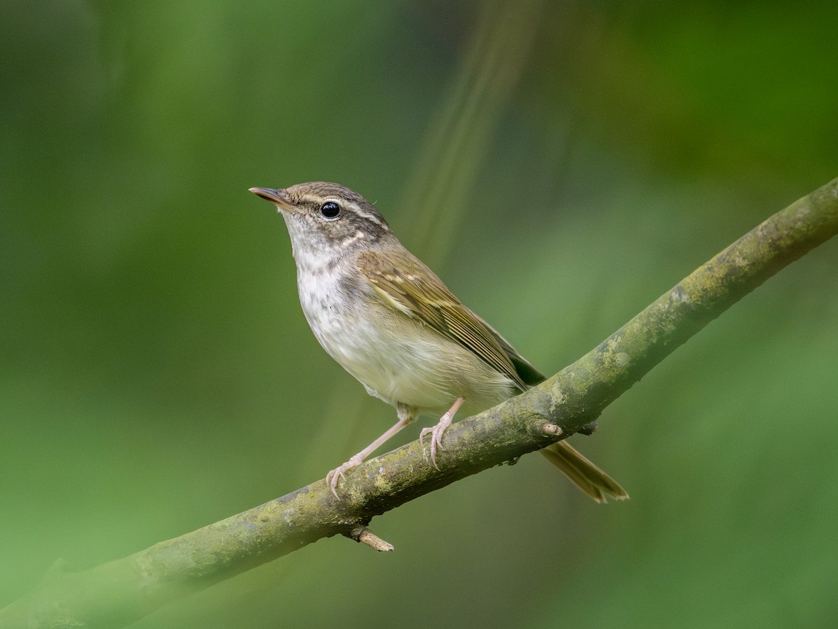 Sakhalin Leaf Warbler - ML647498429
