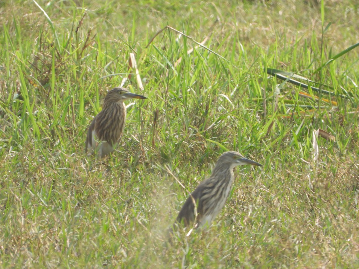 Indian Pond-Heron - ML647498433