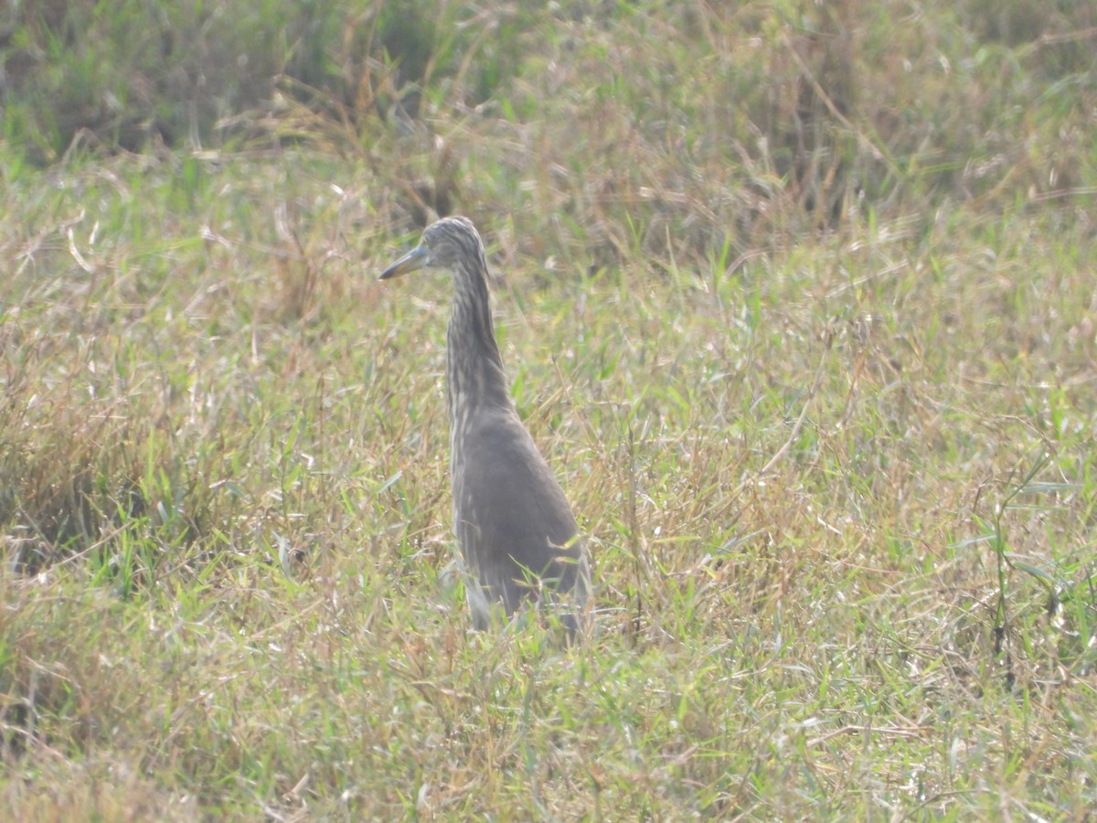 Indian Pond-Heron - ML647498434